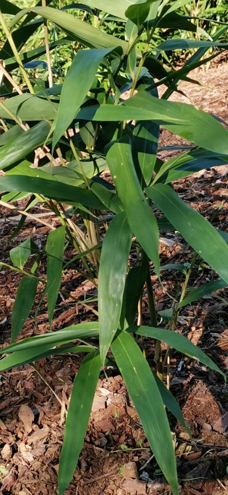 Phyllostachys violascens leaf
