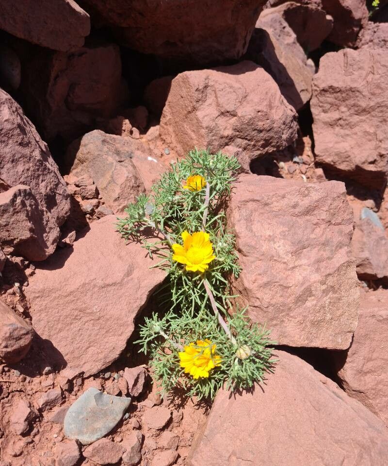 Cladanthus arabicus — related species from the same genus