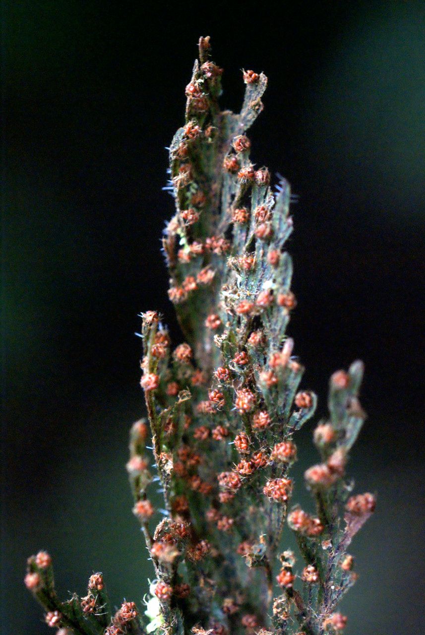 Hymenophyllum hirsutum flower