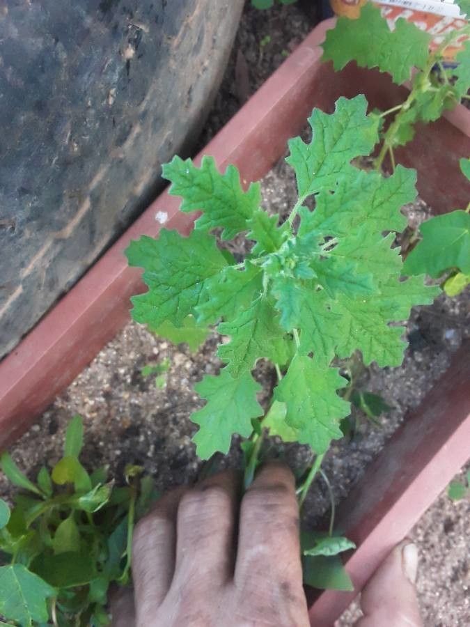 Chenopodium schraderianum leaf