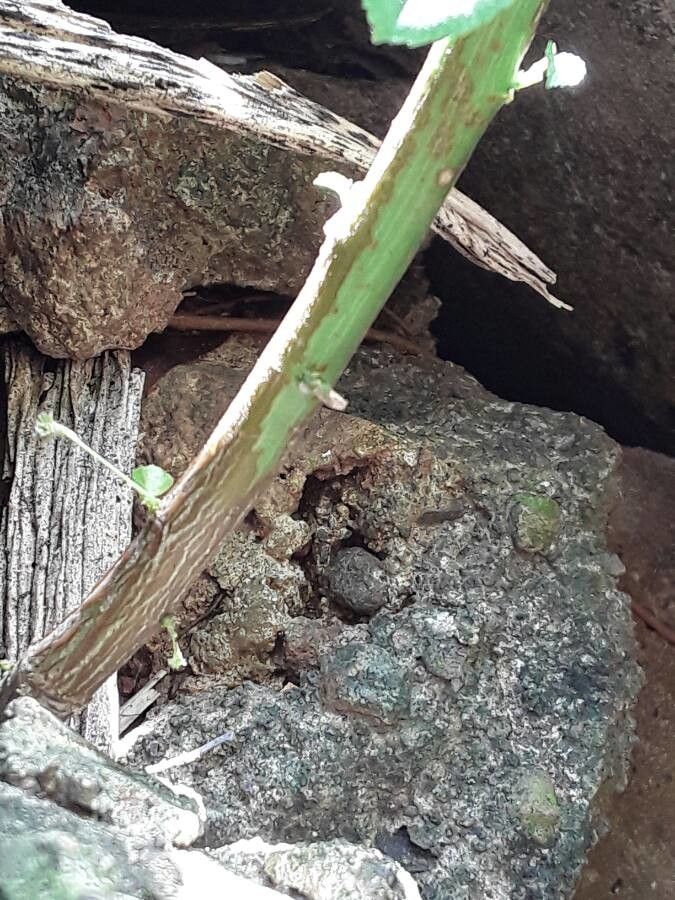 Acalypha indica bark
