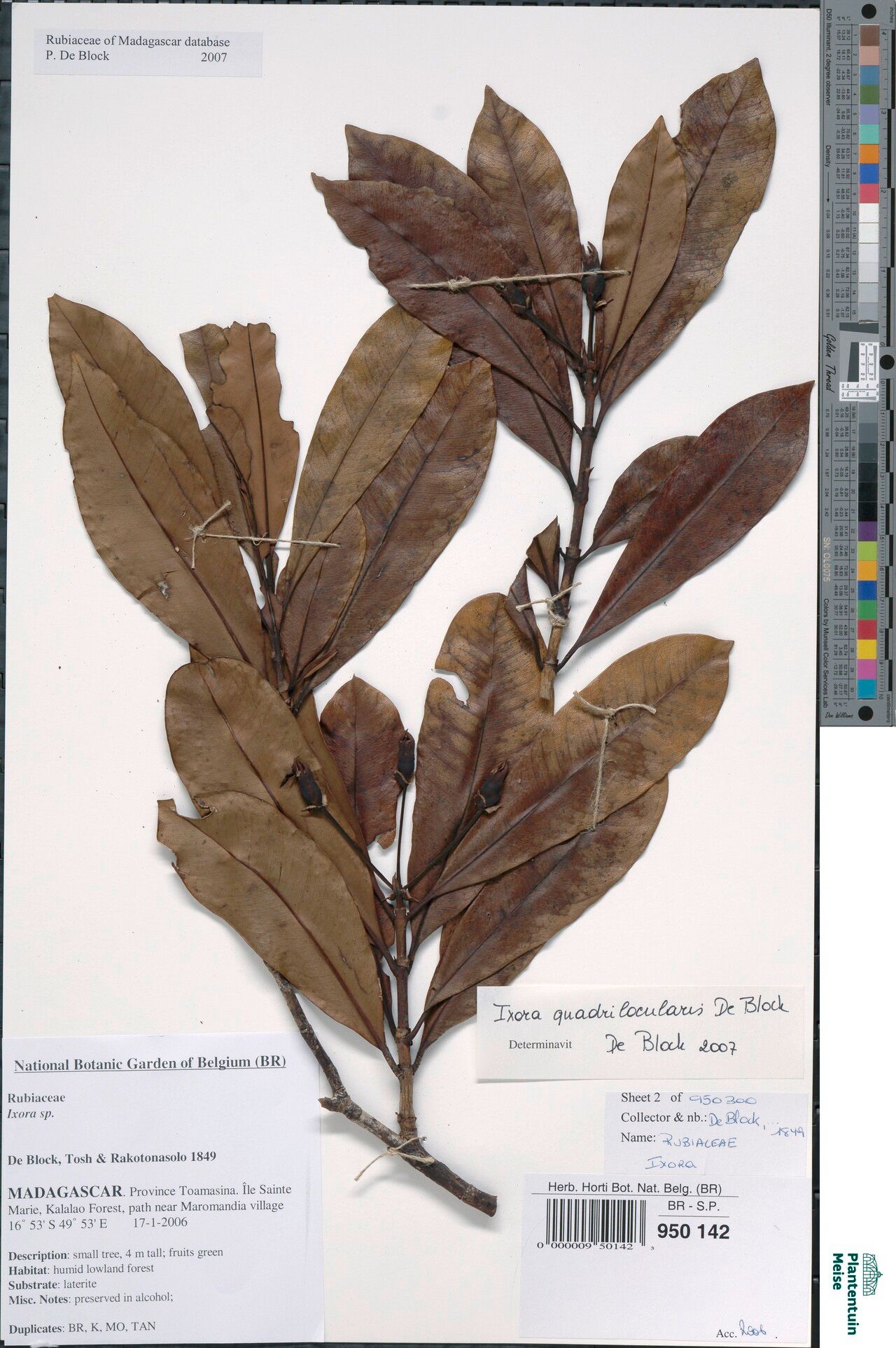 Ixora quadrilocularis — search result for 'Ixora'