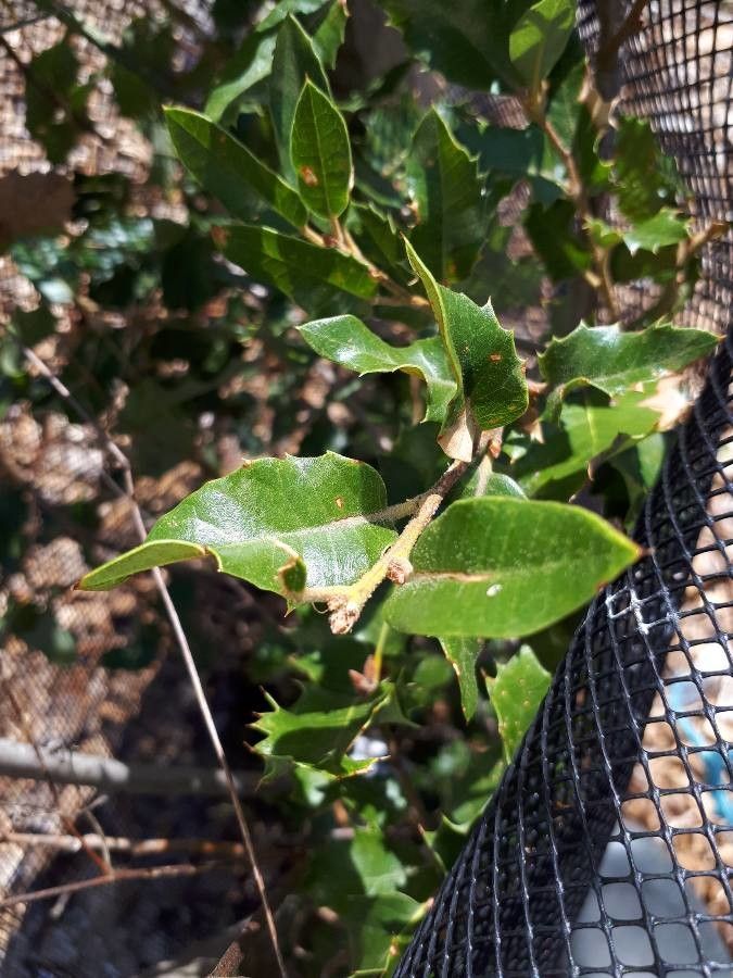 Quercus pungens — houseplant care guide