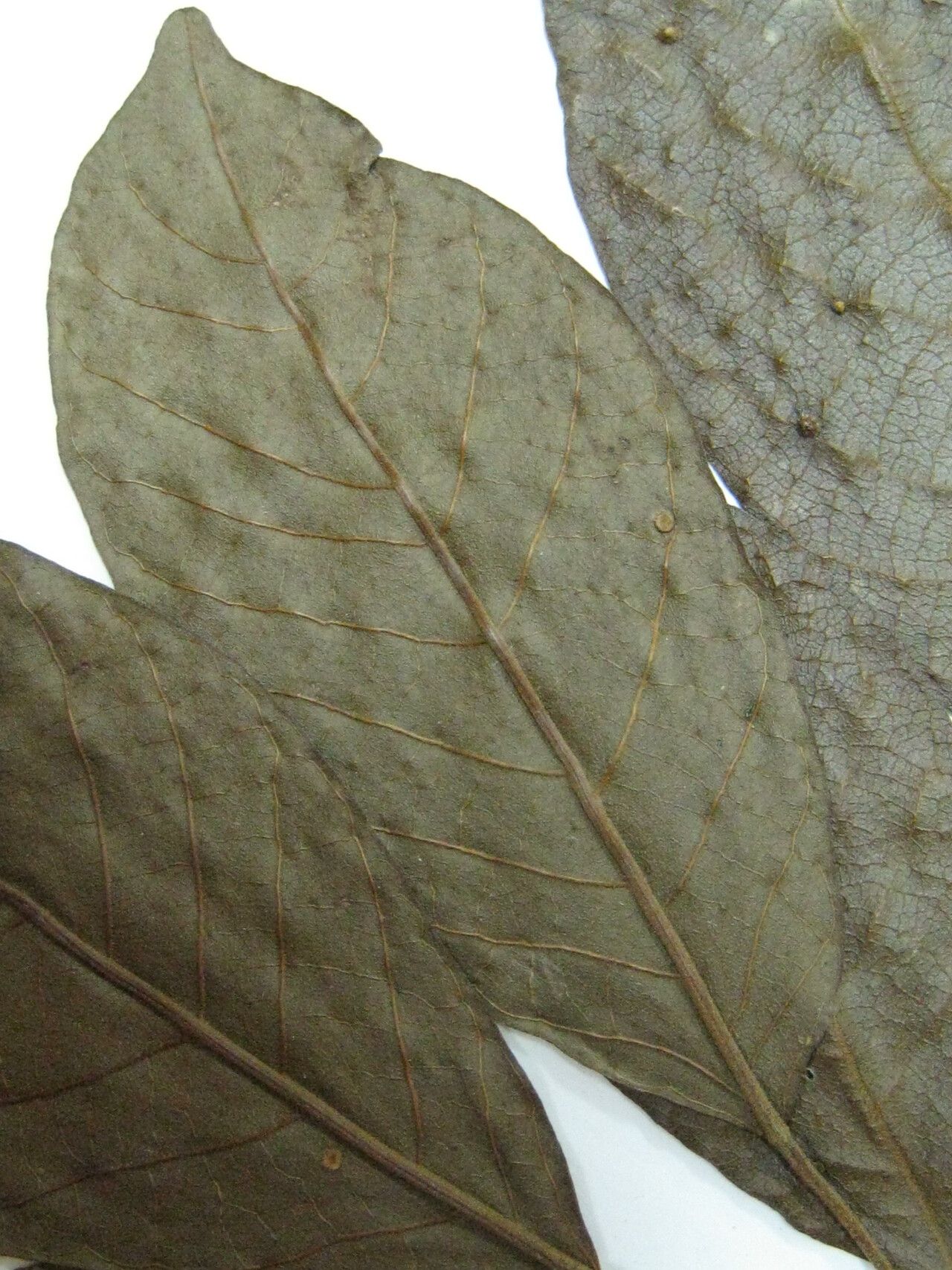 Handroanthus capitatus — related species from the same genus