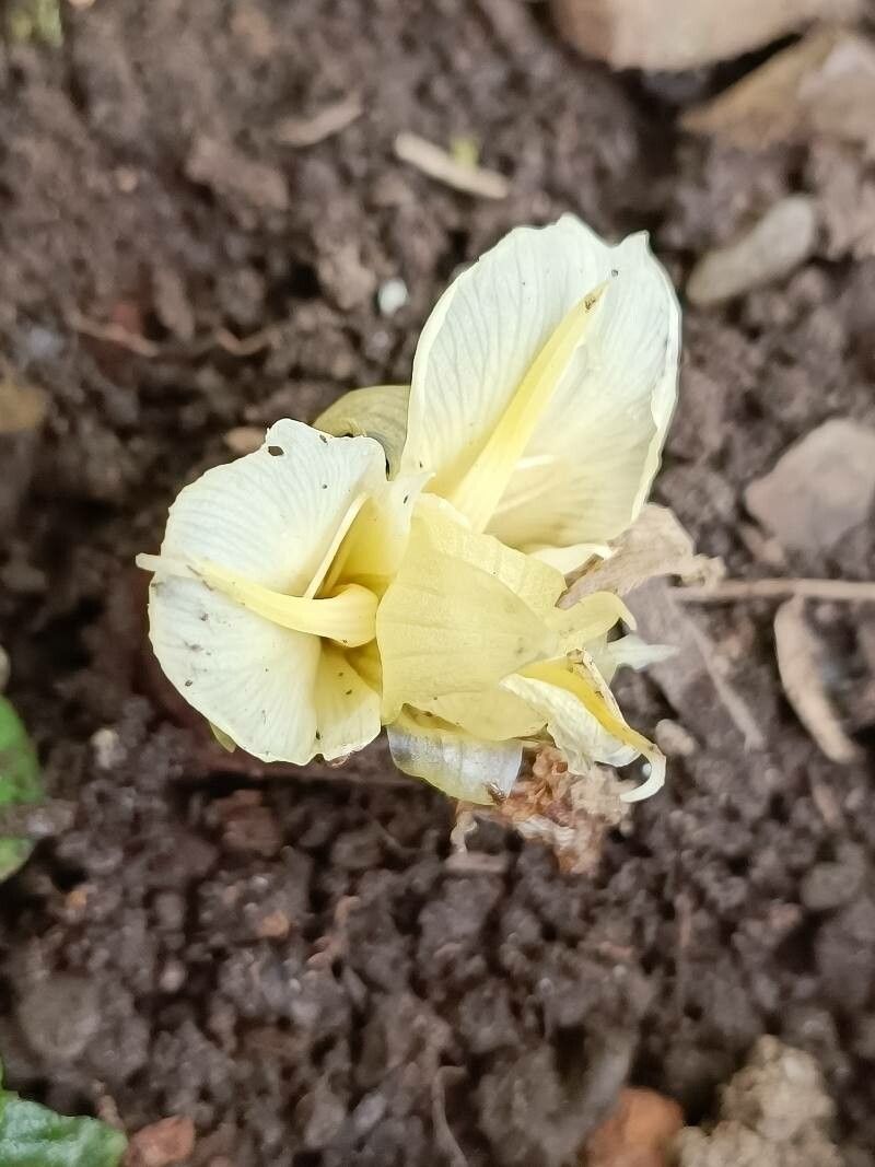 Zingiber mioga flower