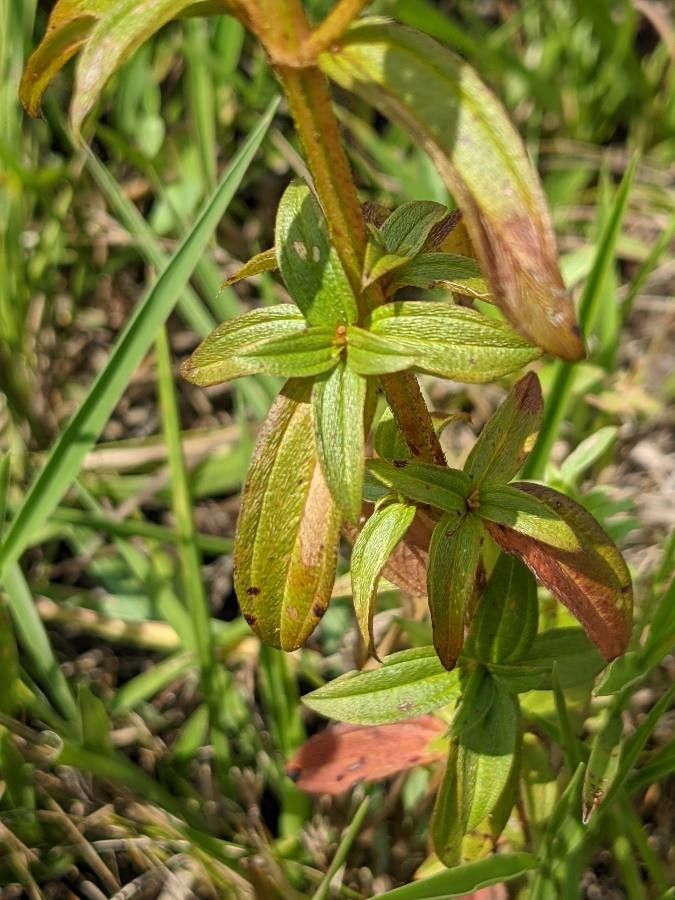 Pterolepis glomerata — search result for 'Kenya'