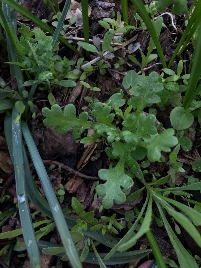 Nemophila spatulata — search result for 'Nemophila'