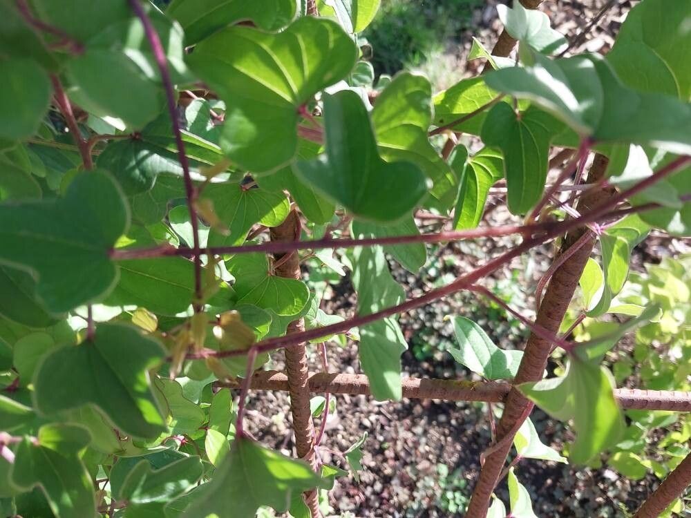 Dioscorea balcanica bark