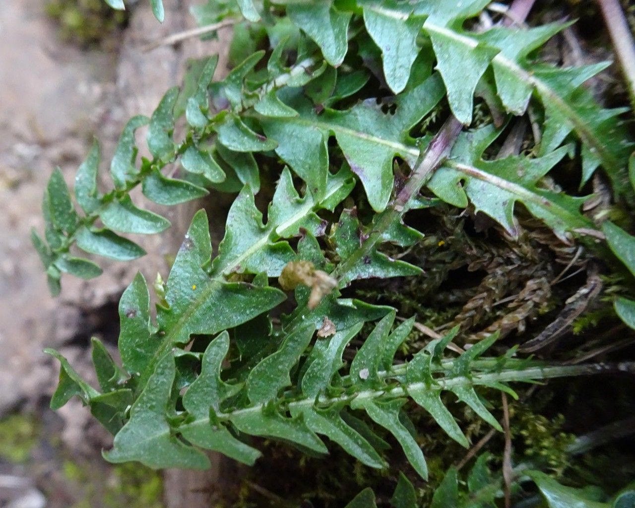 Taraxacum pyrenaicum — search result for 'Taraxacum'