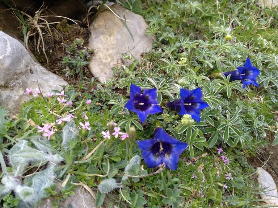 Gentiana acaulis flower