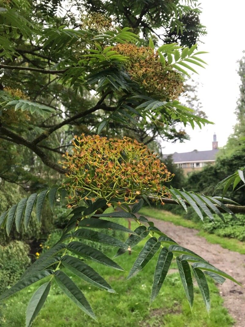 Sorbus ulleungensis — houseplant care guide