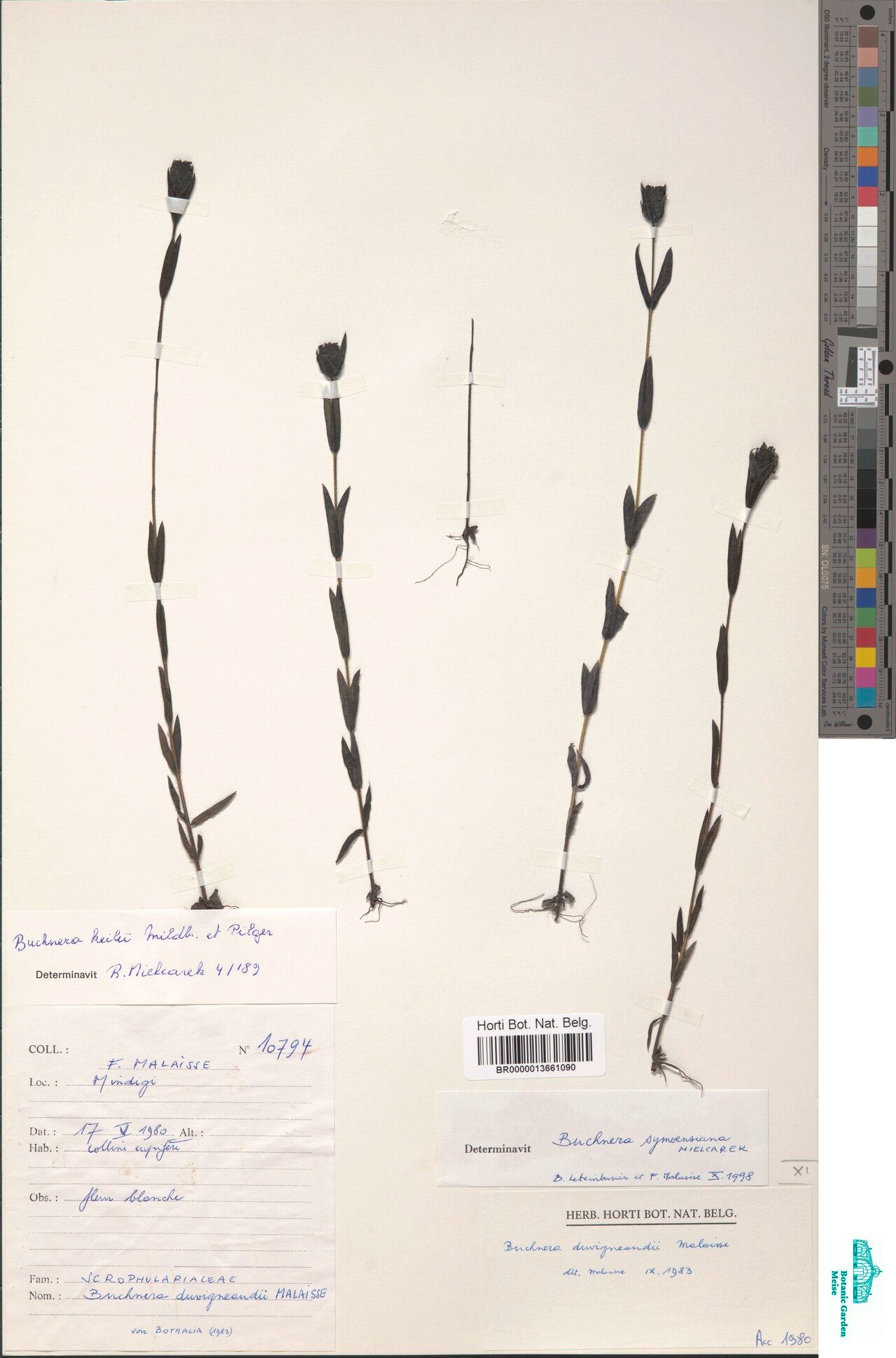 Buchnera symoensiana — houseplant care guide