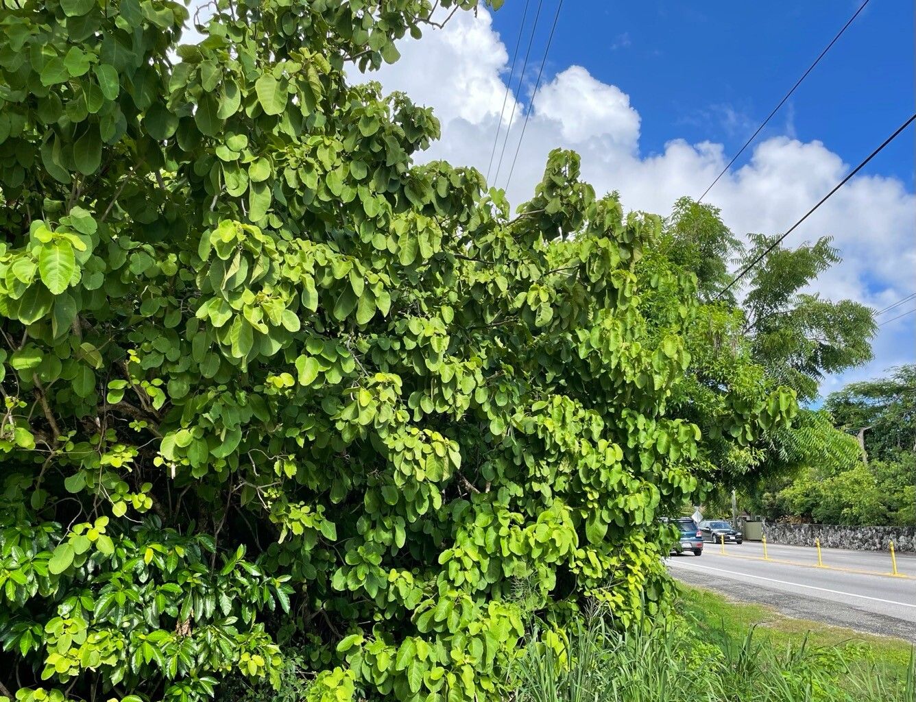 Pisonia margaretiae habit