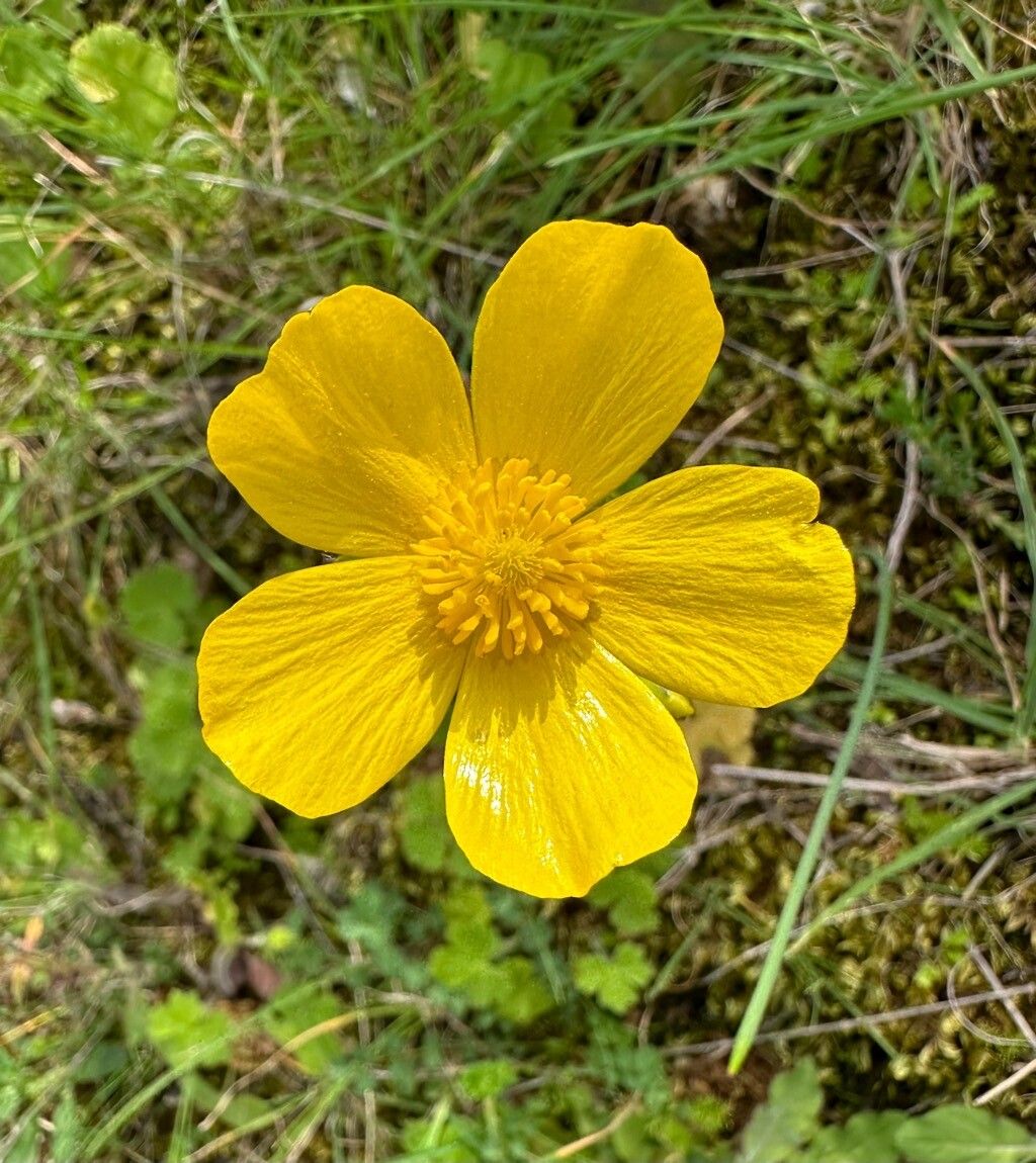 Ranunculus spicatus flower