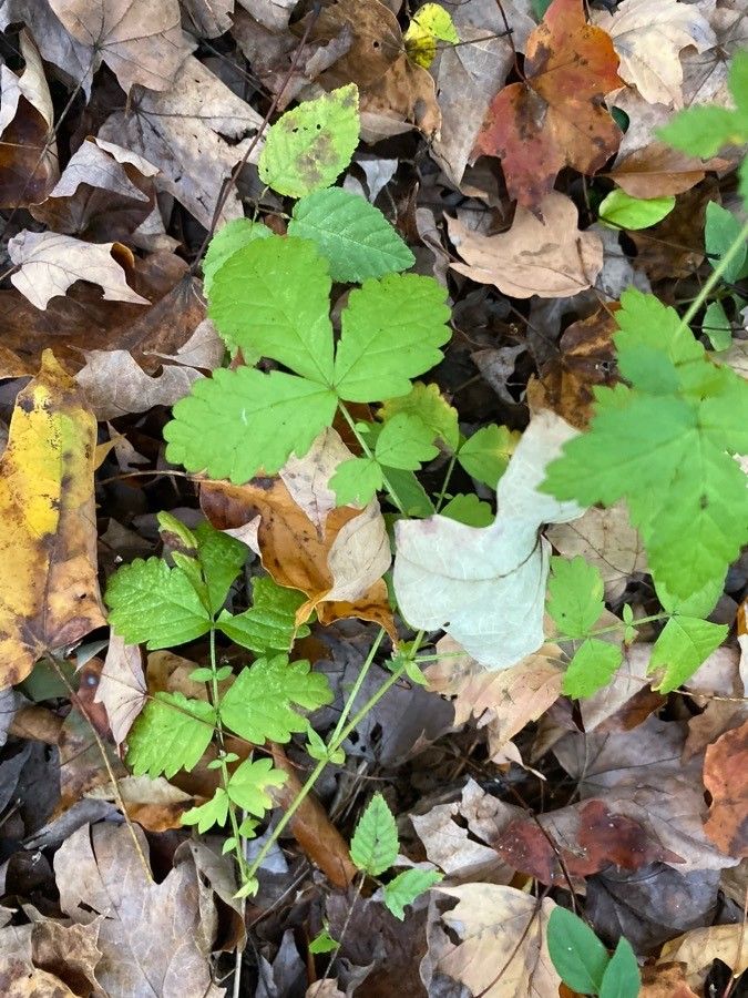 Agrimonia rostellata — houseplant care guide