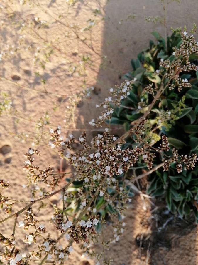 Limonium cossonianum flower