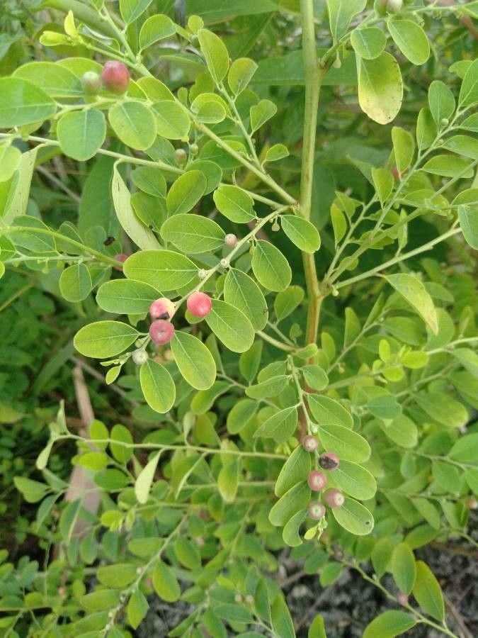Breynia vitis-idaea leaf