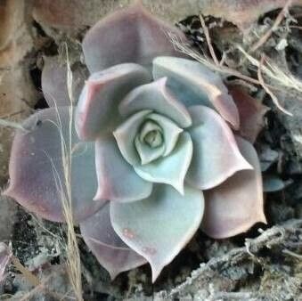 Sedum sinforosanum — houseplant care guide