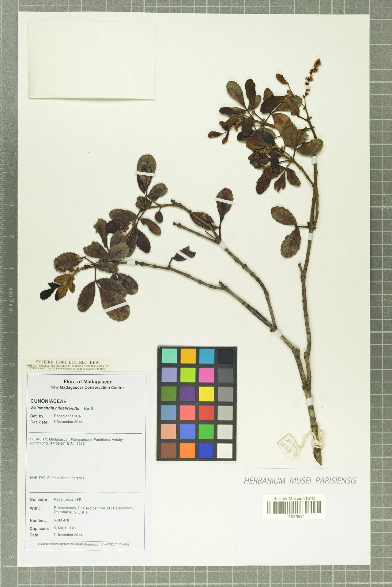 Pterophylla hildebrandtii — houseplant care guide