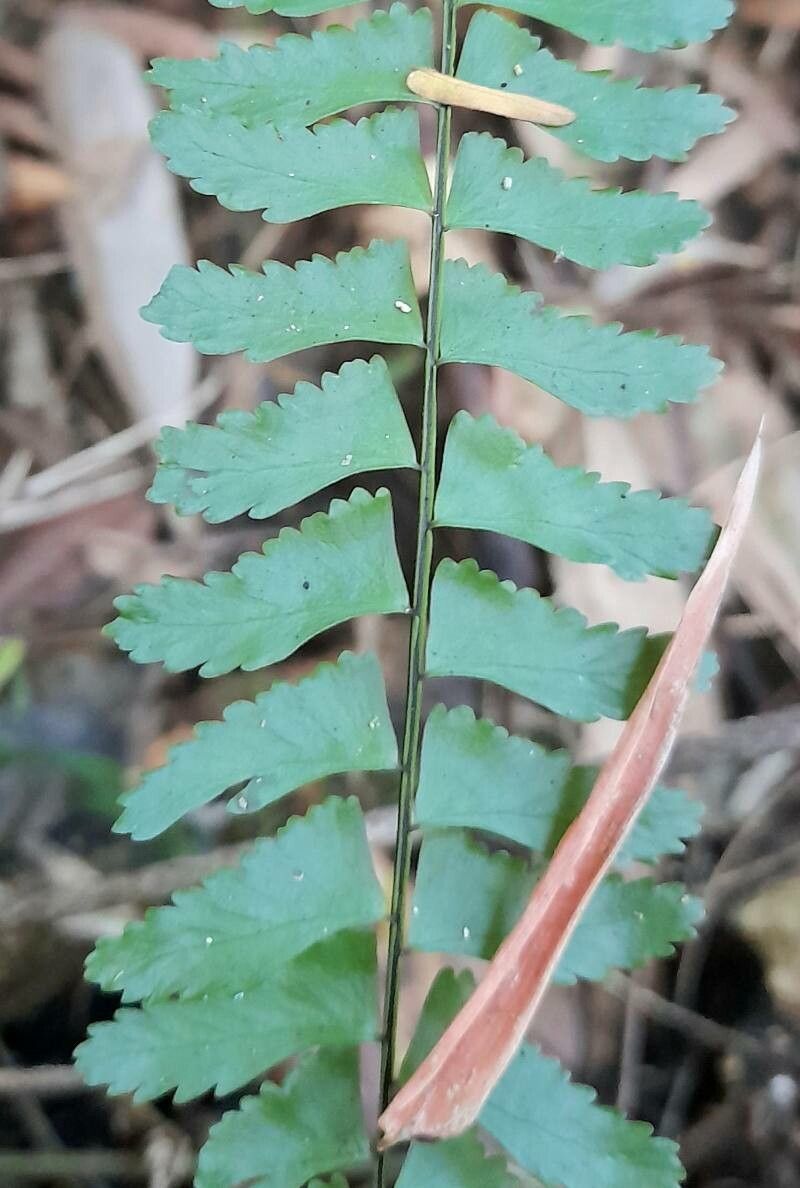 Asplenium claussenii — houseplant care guide