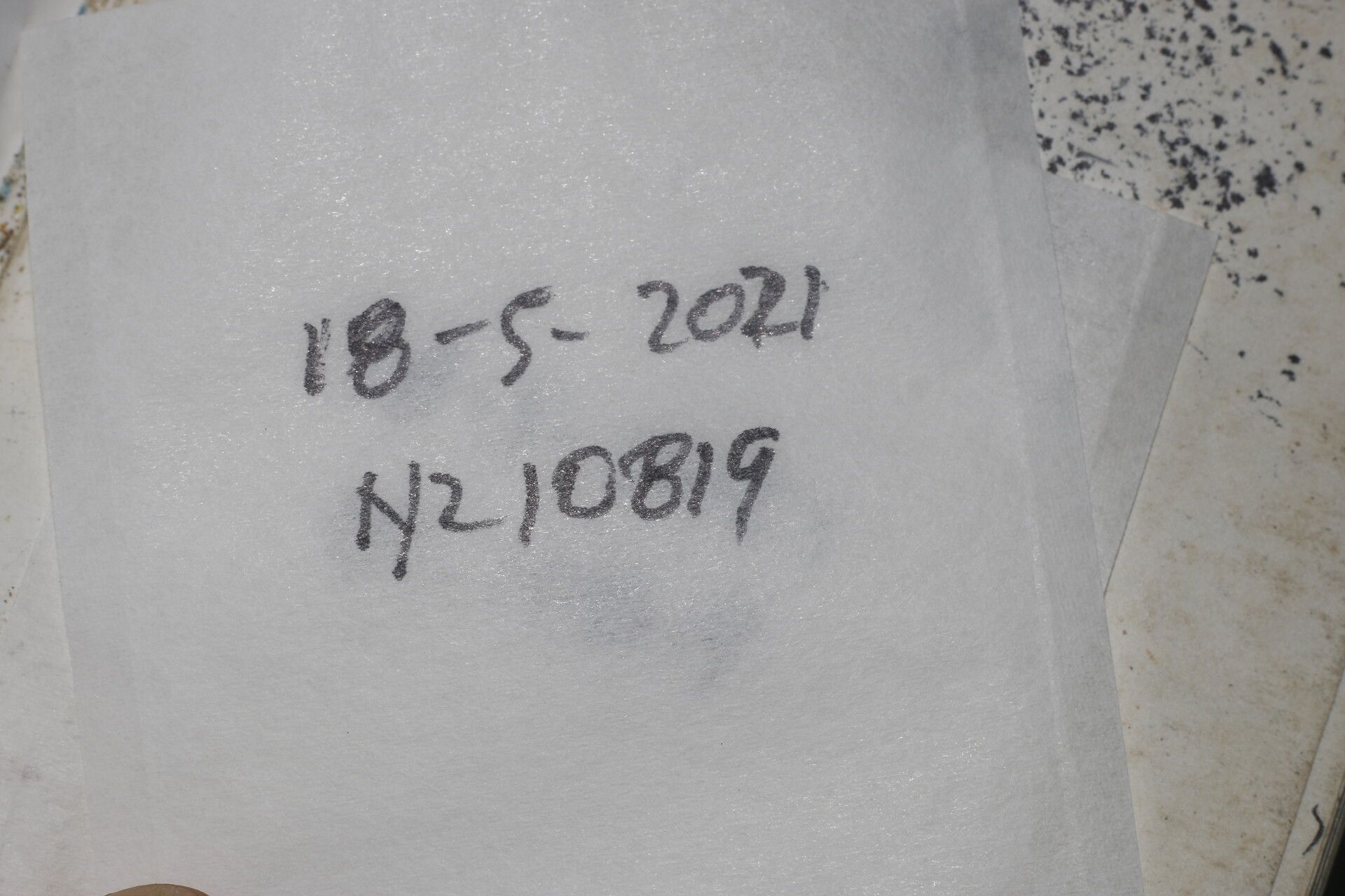 Piper pseudolindenii other