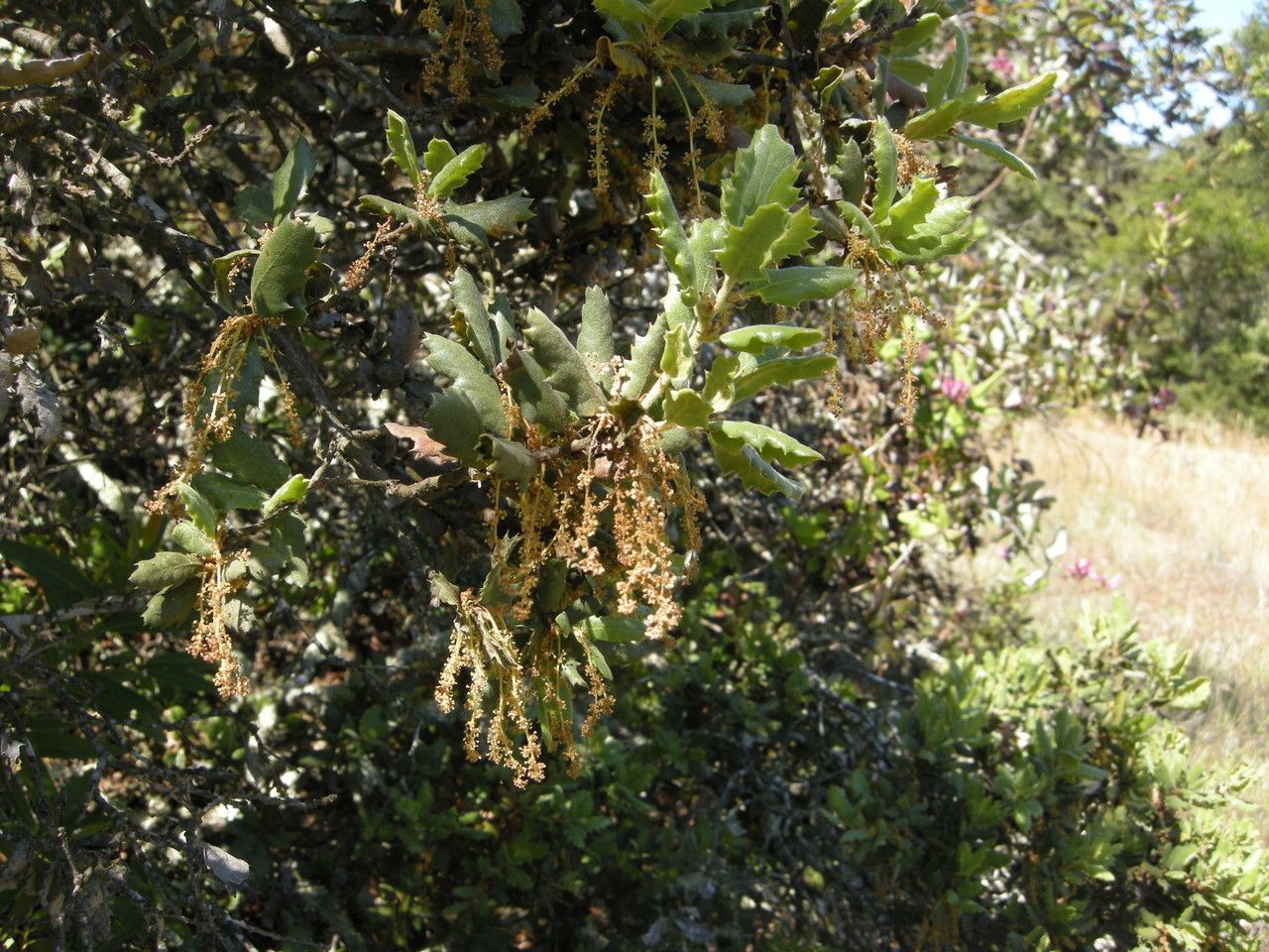 Quercus durata habit