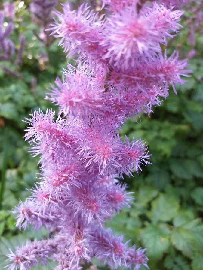 Deparia conilii flower