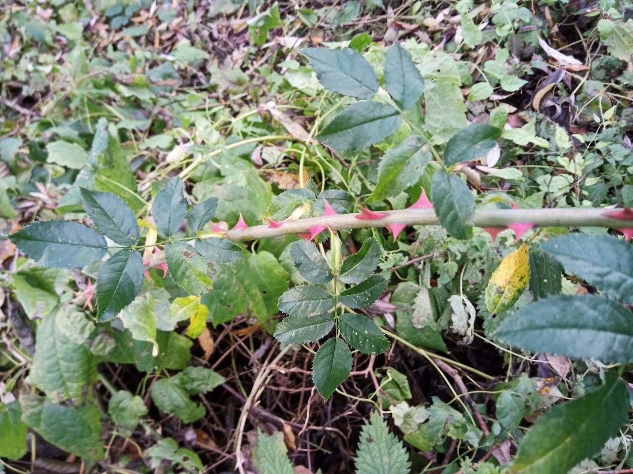 Rosa subcanina — houseplant care guide