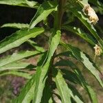 Oenothera parviflora