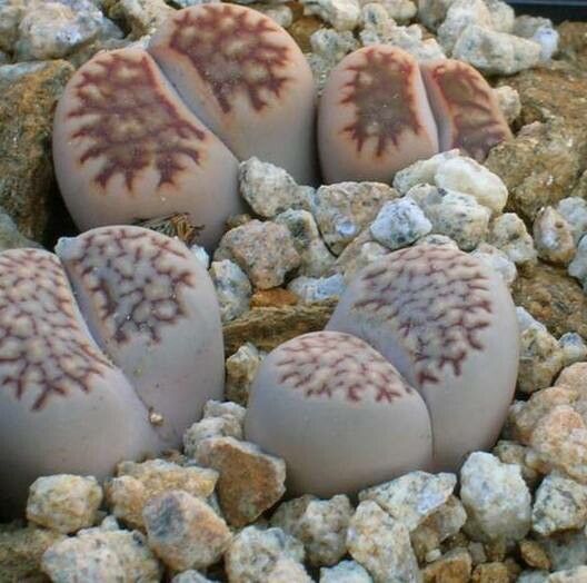 Lithops villetii — search result for 'Lithops'