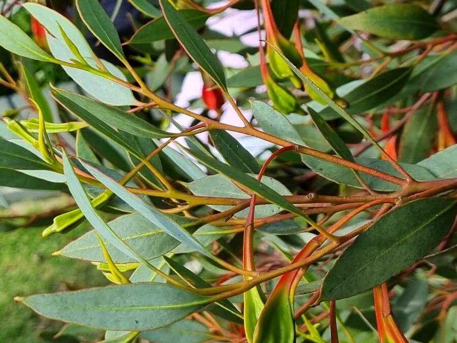 Eucalyptus forrestiana — search result for 'Fuchsia'