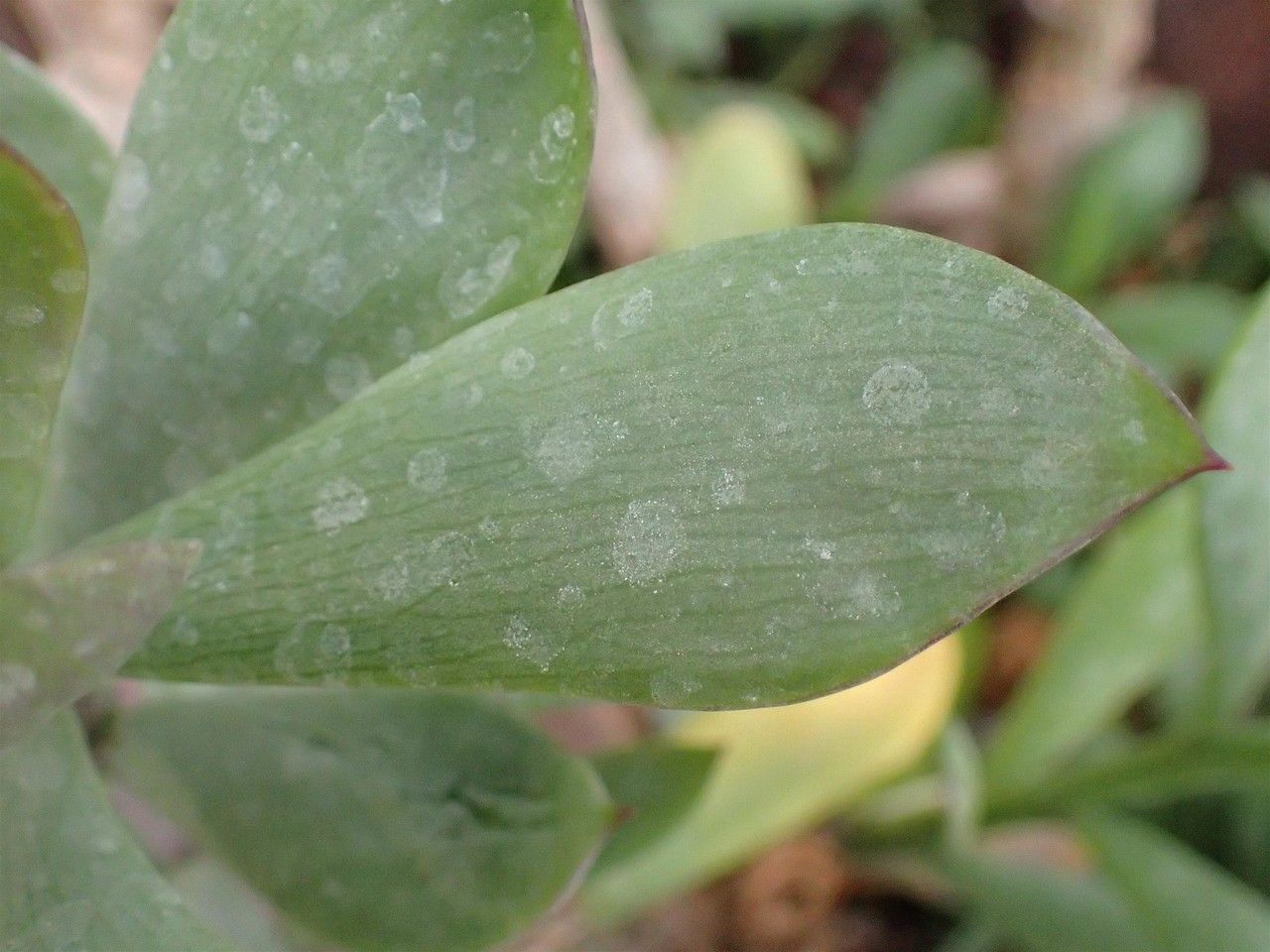 Senecio decaryi leaf