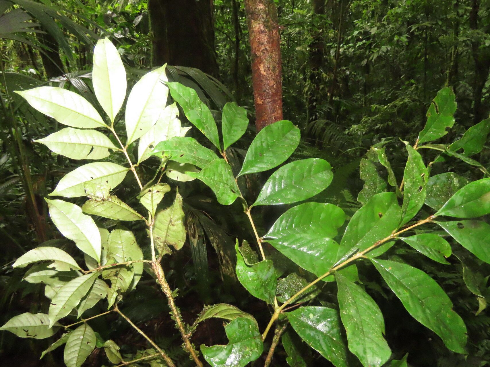 Eugenia belloi — houseplant care guide