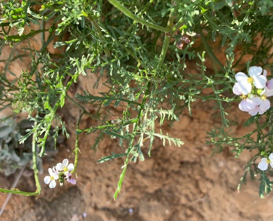 Erucaria microcarpa — related species from the same genus