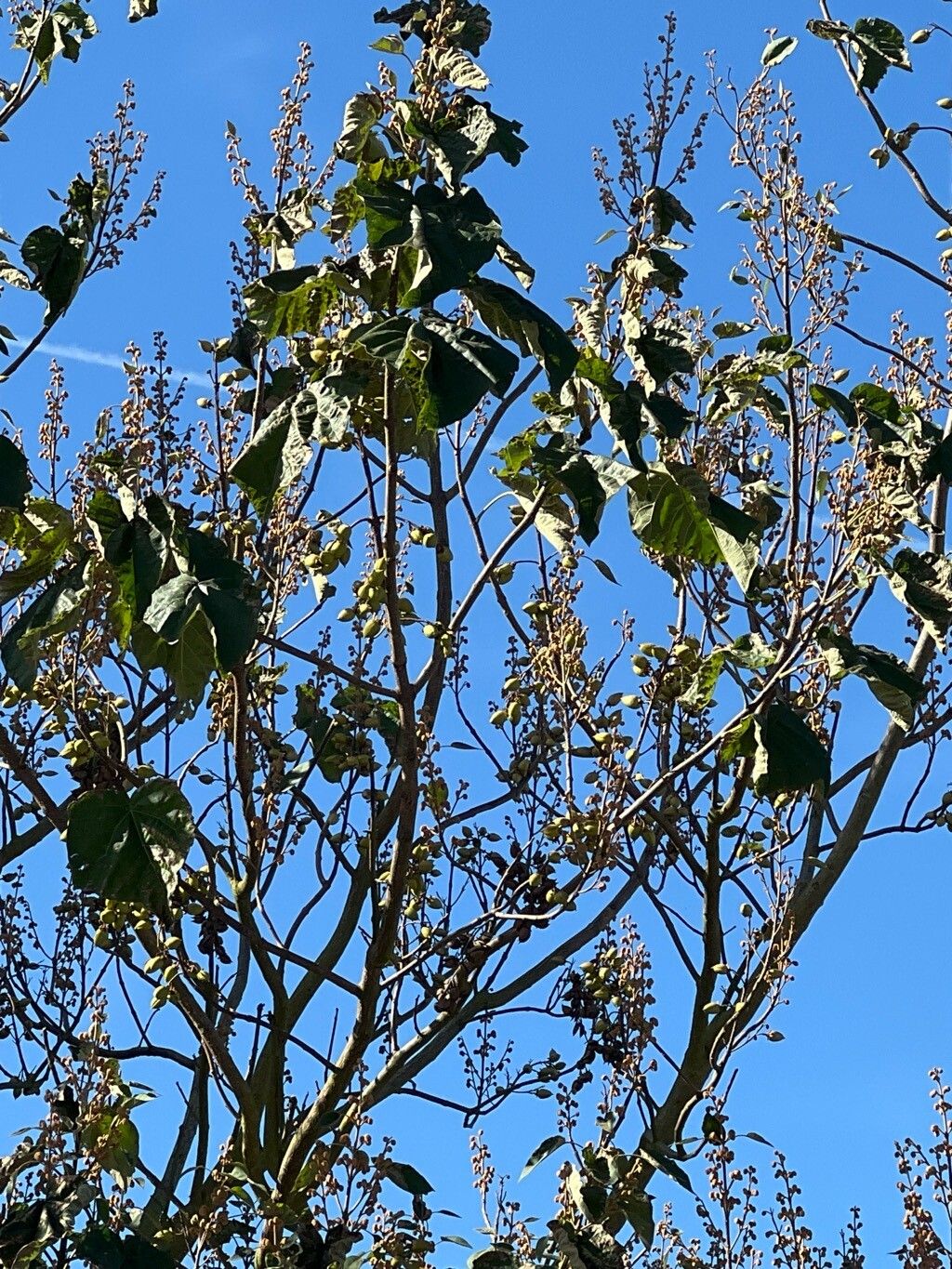 Paulownia × taiwaniana fruit