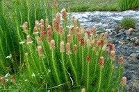 Rhodiola semenovii — search result for 'Rhodiola'