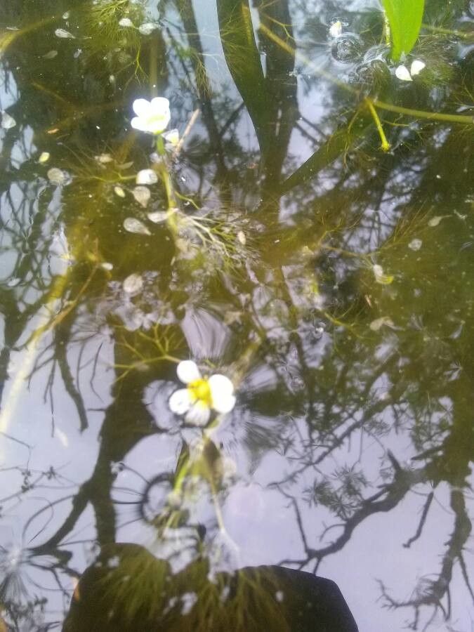 Ranunculus penicillatus habit