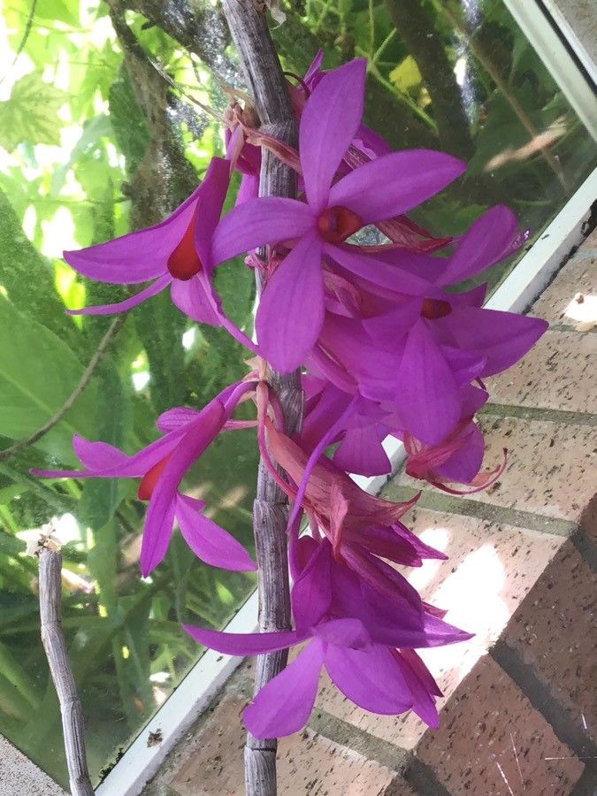 Dendrobium glomeratum flower