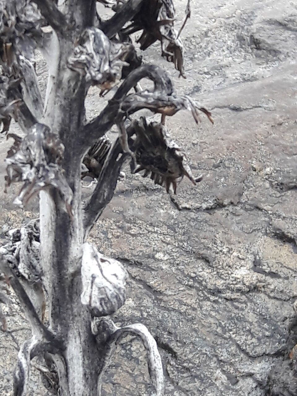 Senecio niveoaureus fruit