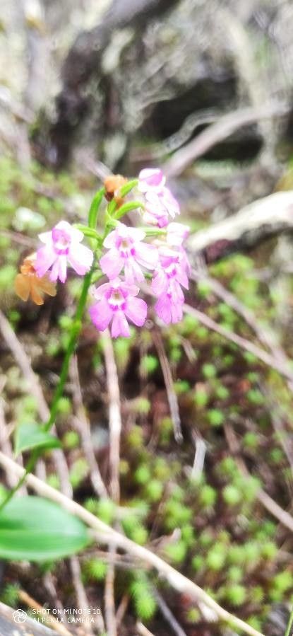 Cynorkis boryana — houseplant care guide