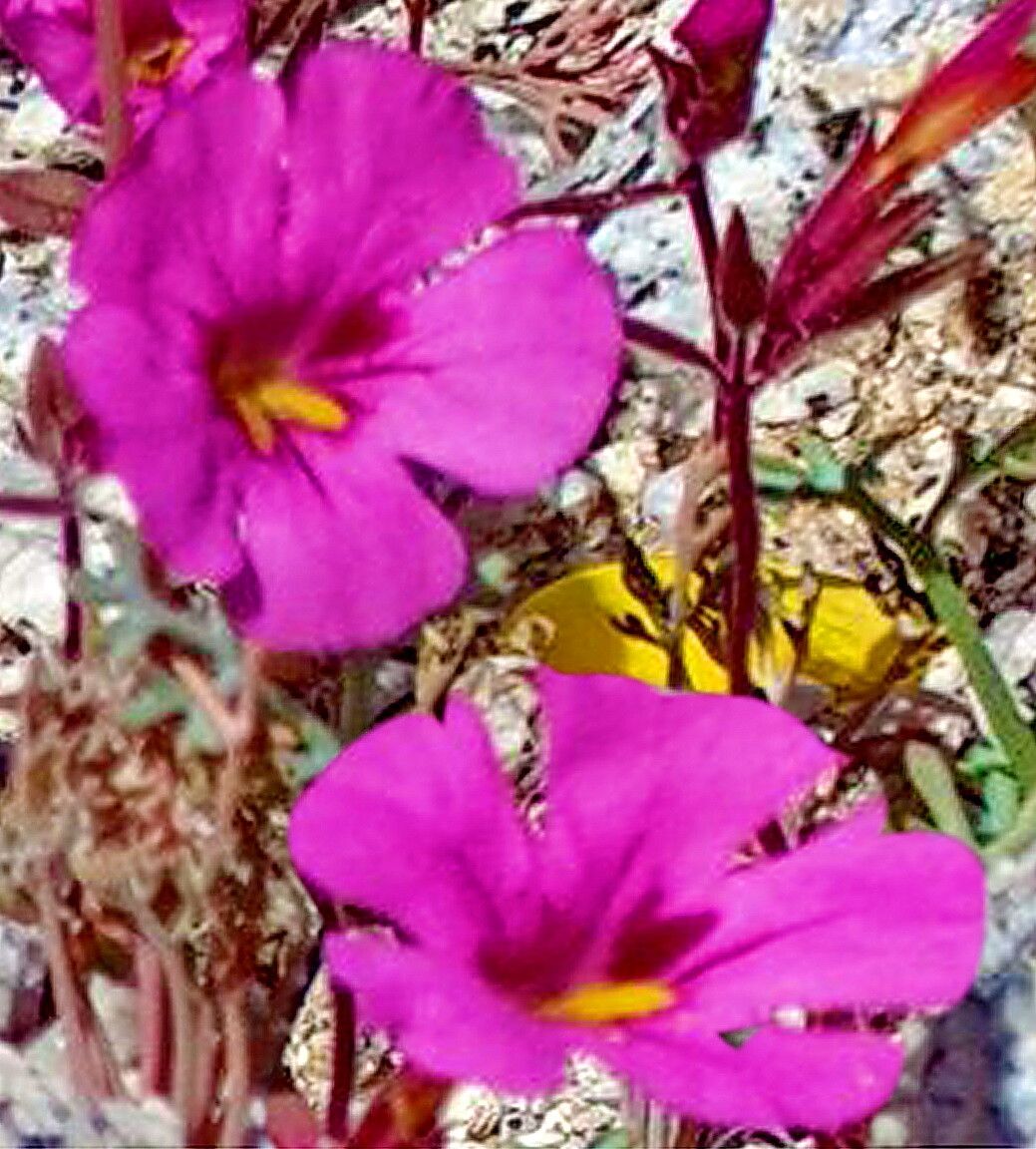 Diplacus bigelovii — related species from the same genus