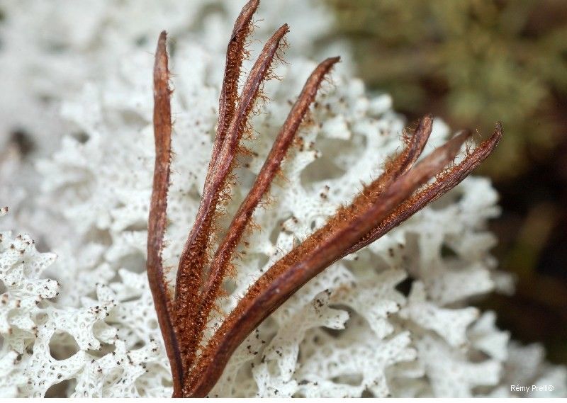 Actinostachys intermedia — related species from the same genus