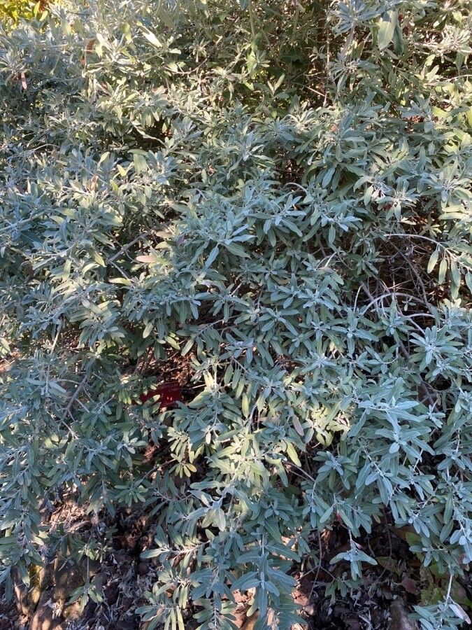 Teucrium heterophyllum habit