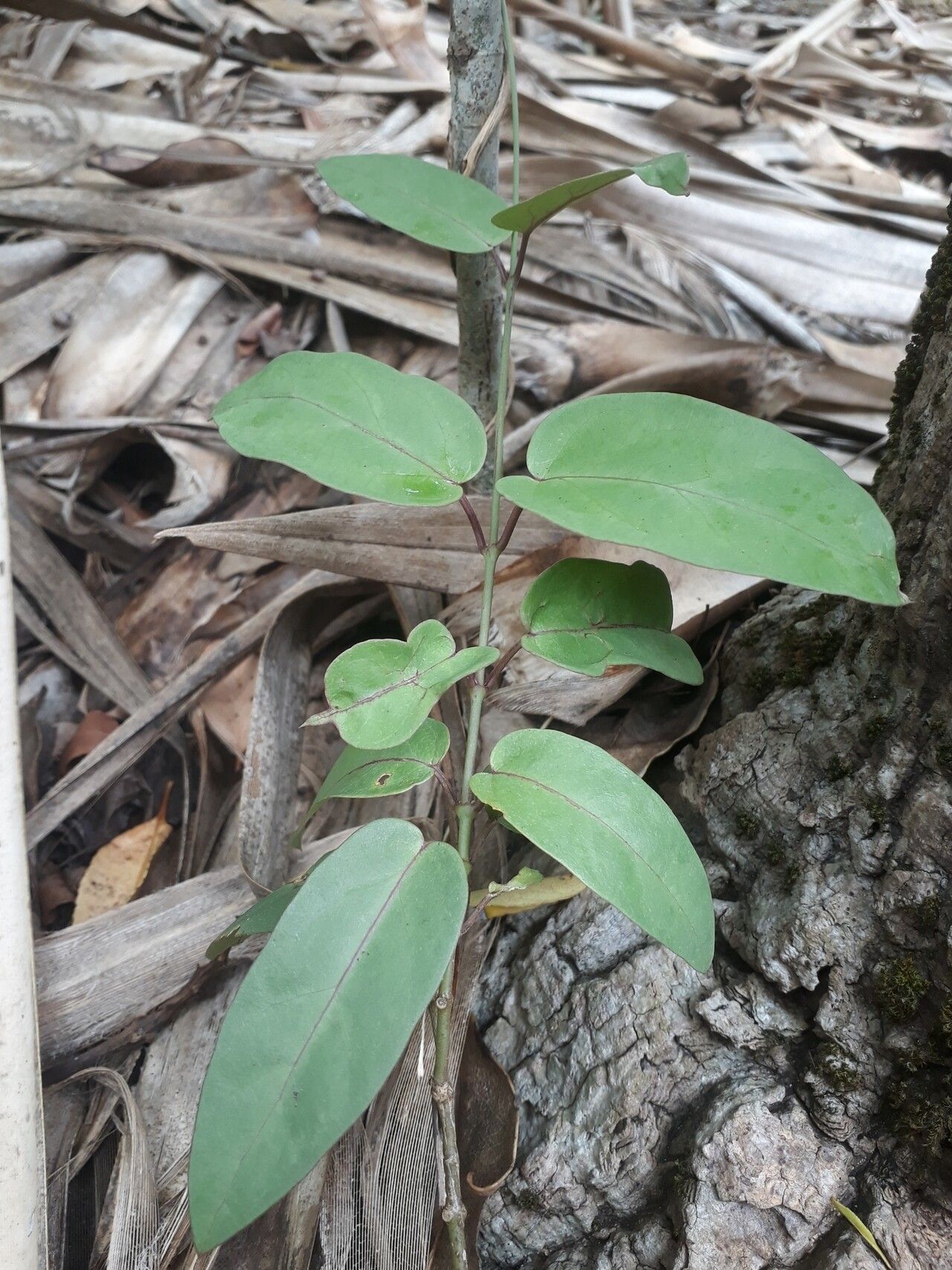 Vincetoxicum confusum — related species from the same genus