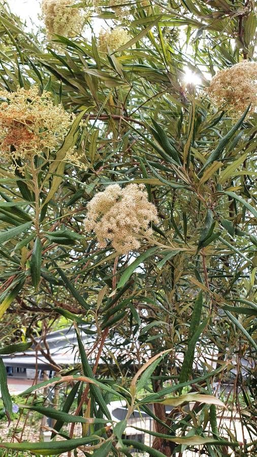 Buddleja saligna flower