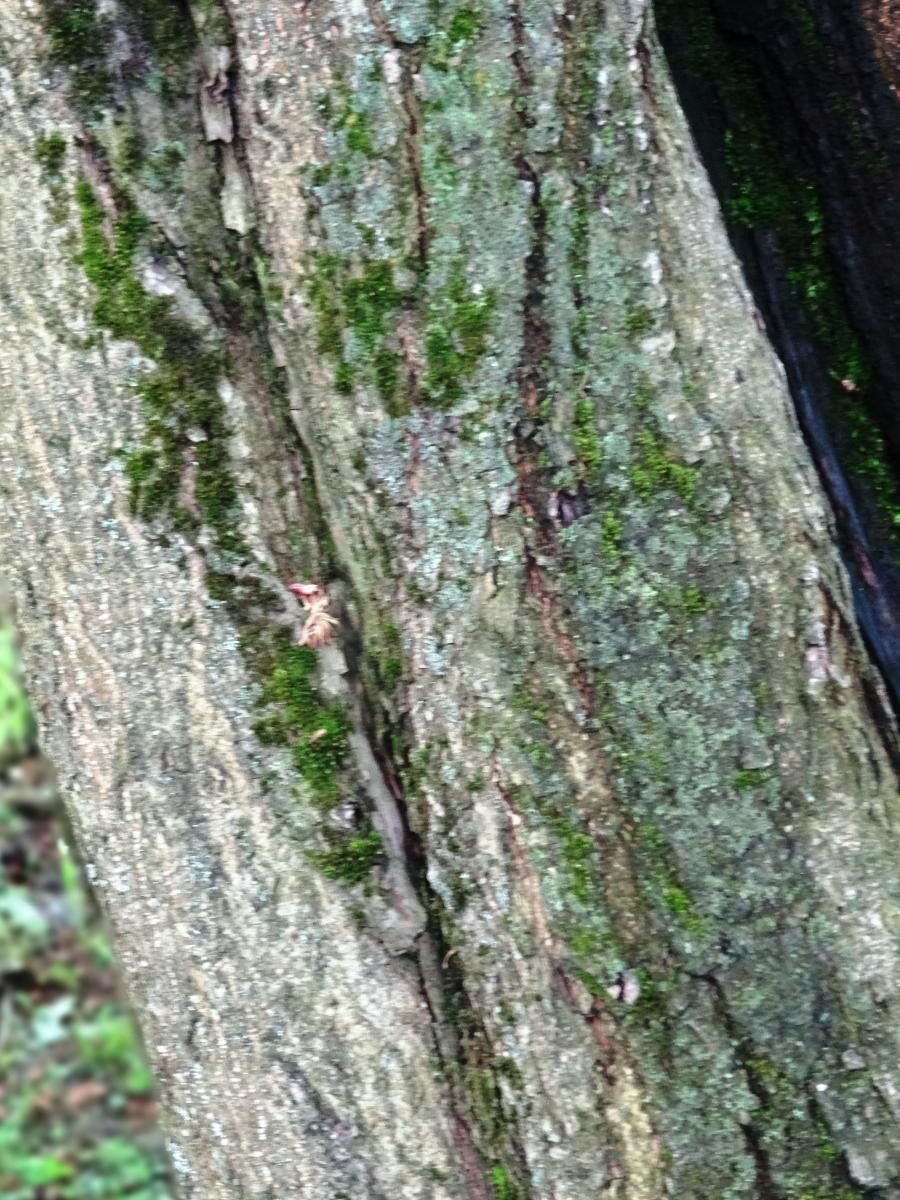 Cercidiphyllum magnificum bark