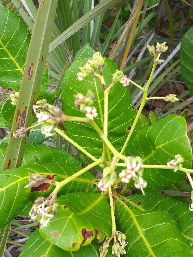 Anacardium occidentale flower