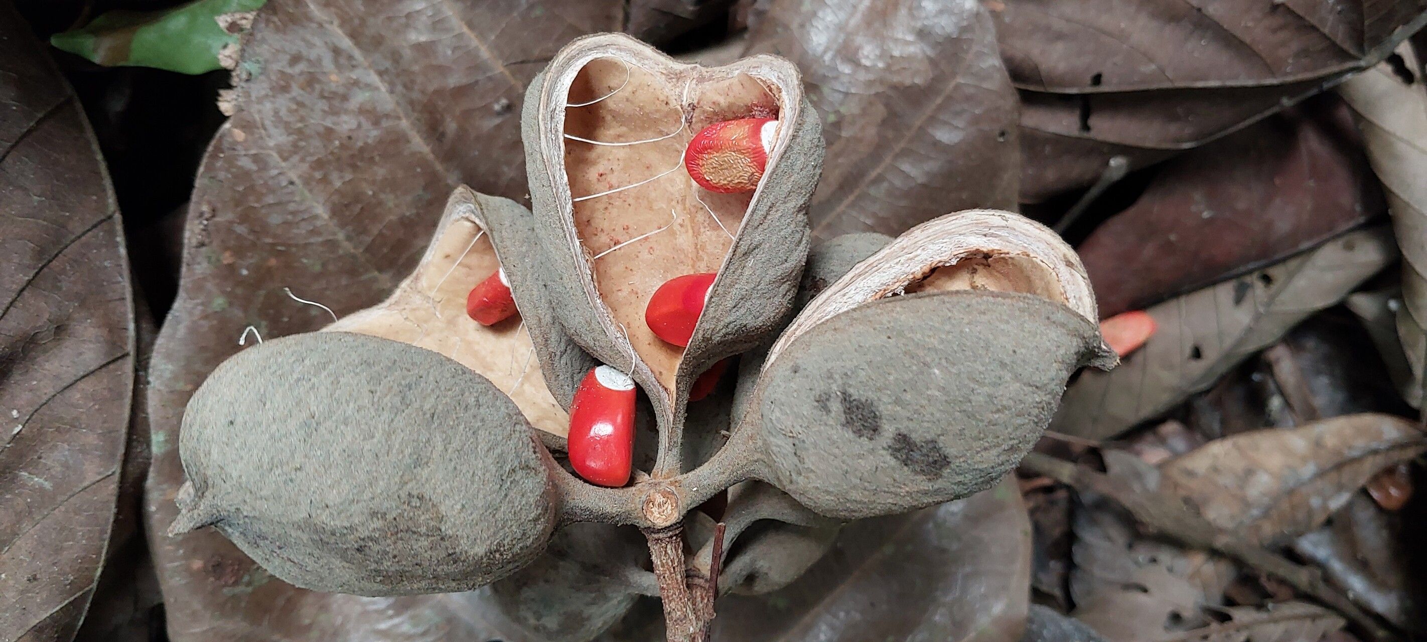 Sterculia rhinopetala fruit