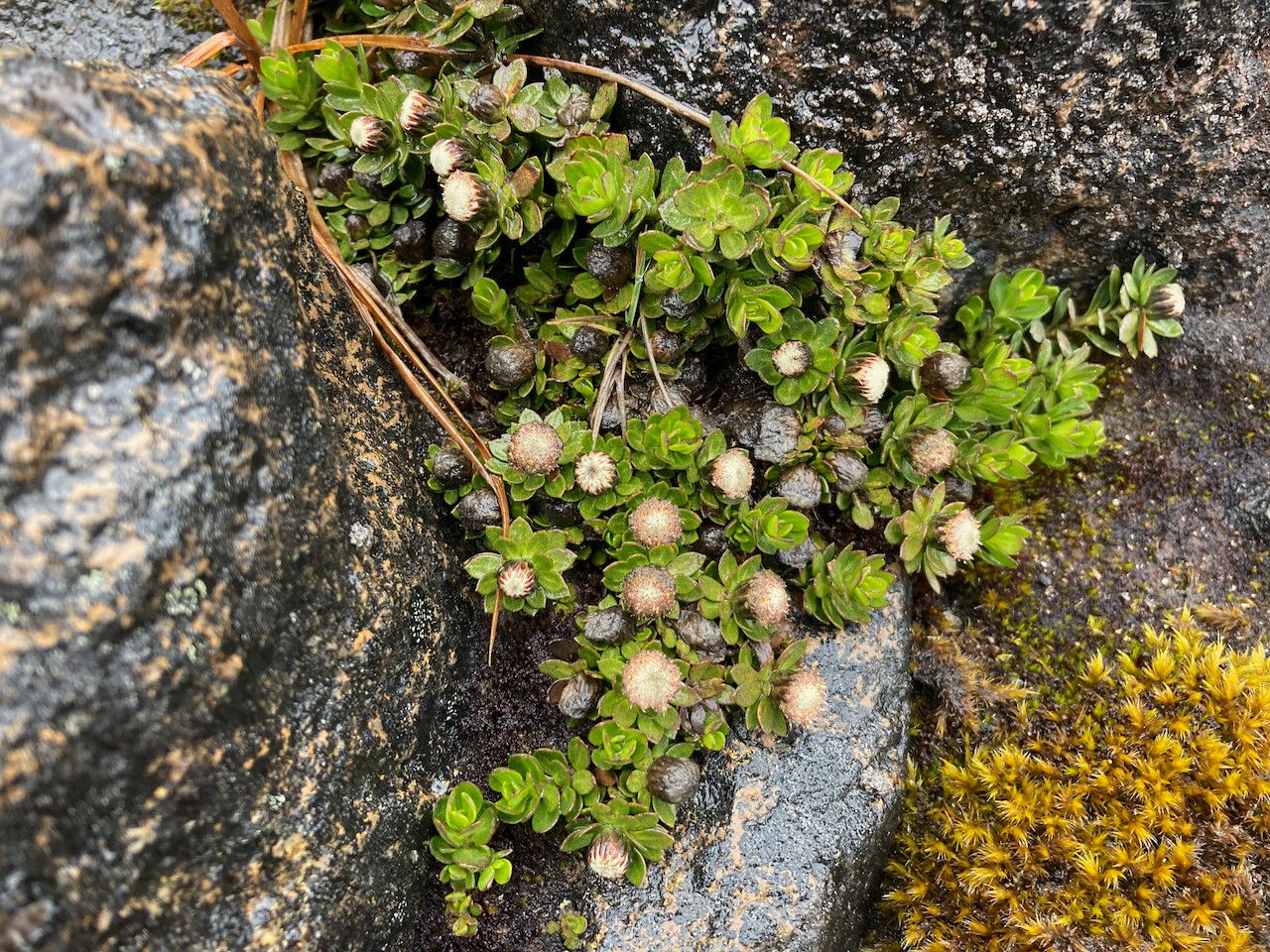 Baccharis alpina habit