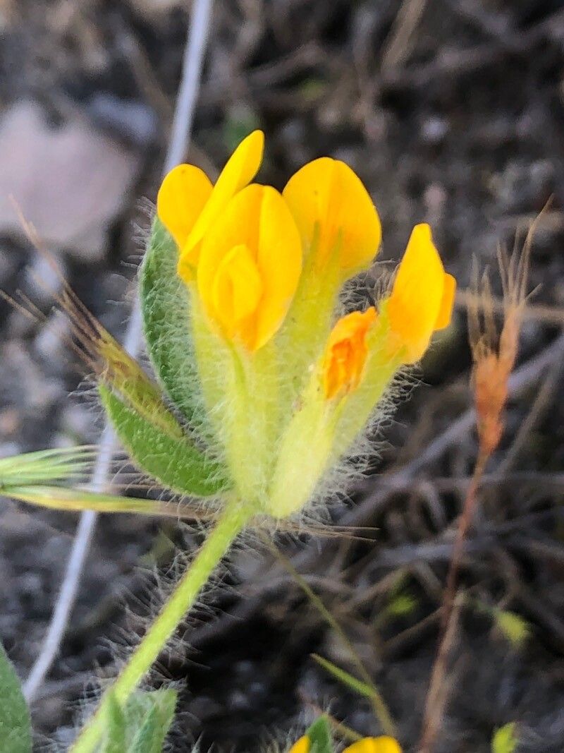Hymenocarpos lotoides flower